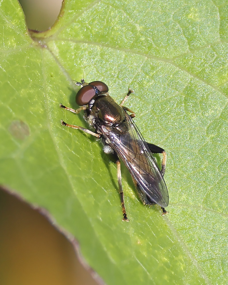 Orange-belted leaf licker